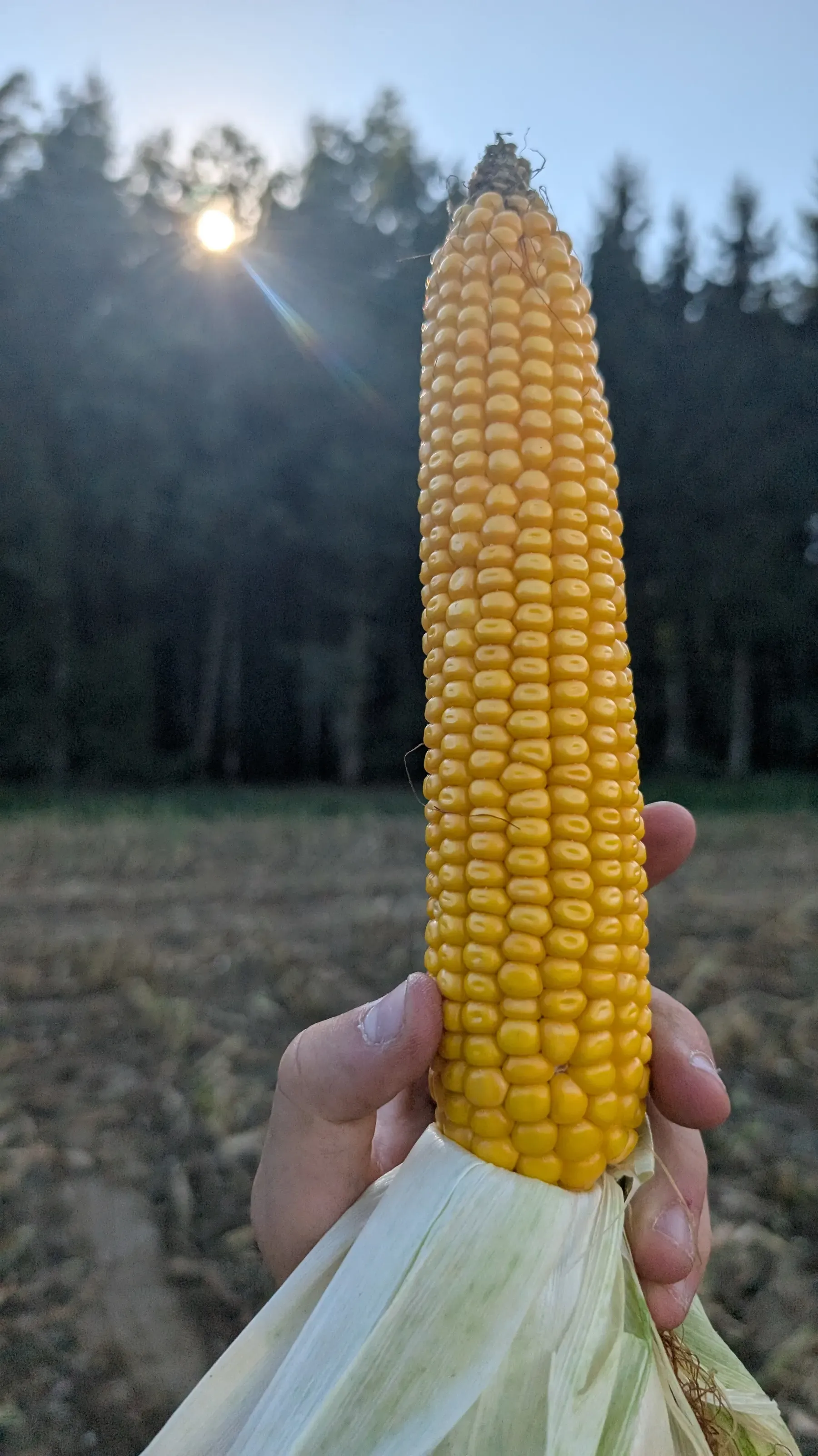 Nahaufnahme eines Maiskolbens, in der Hand gehalten, im Gegenlicht der Abendsonne