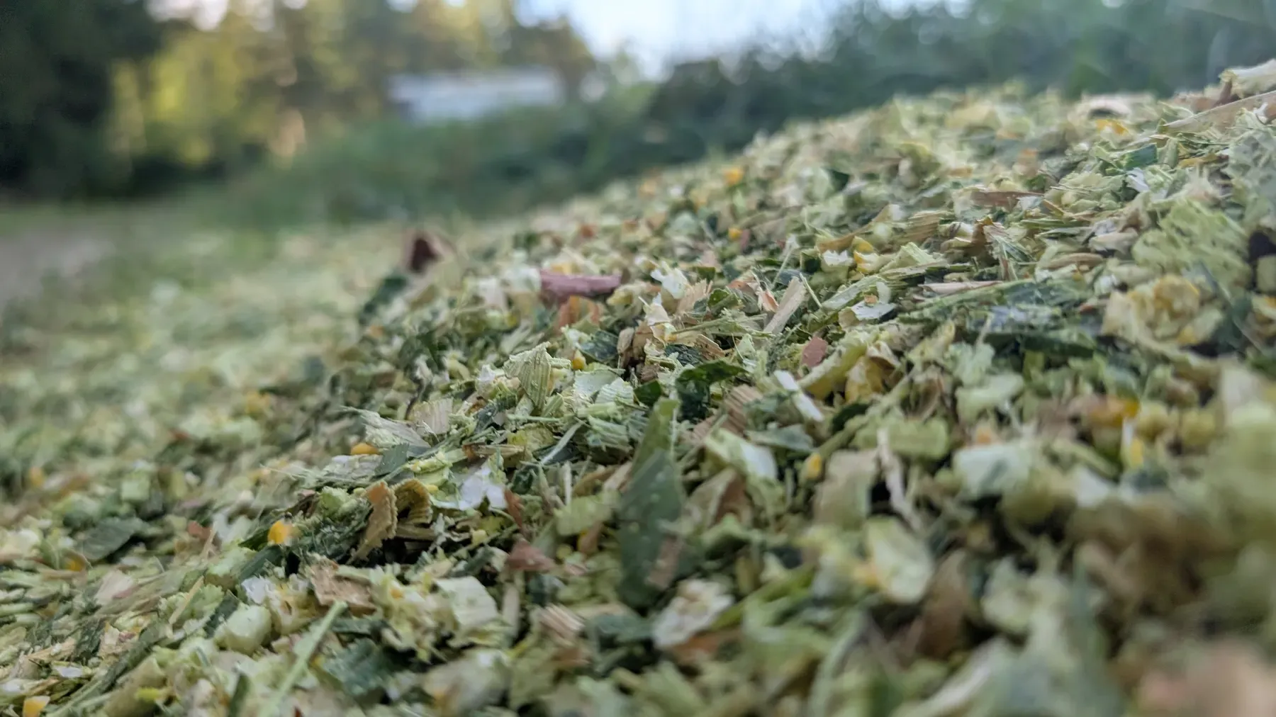 Nahaufnahme des gehäckselten Maissiloguts