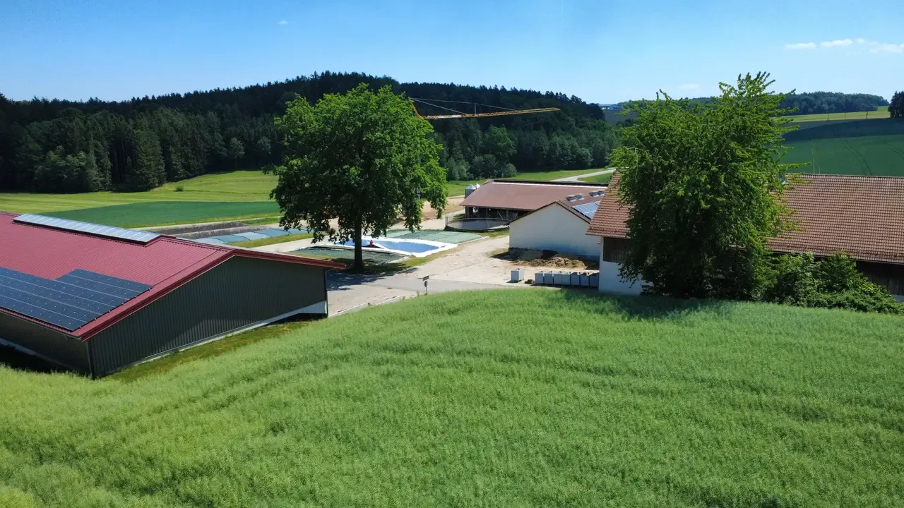 Frisch grünes Rapsfeld im Frühjahr rund um den Hof