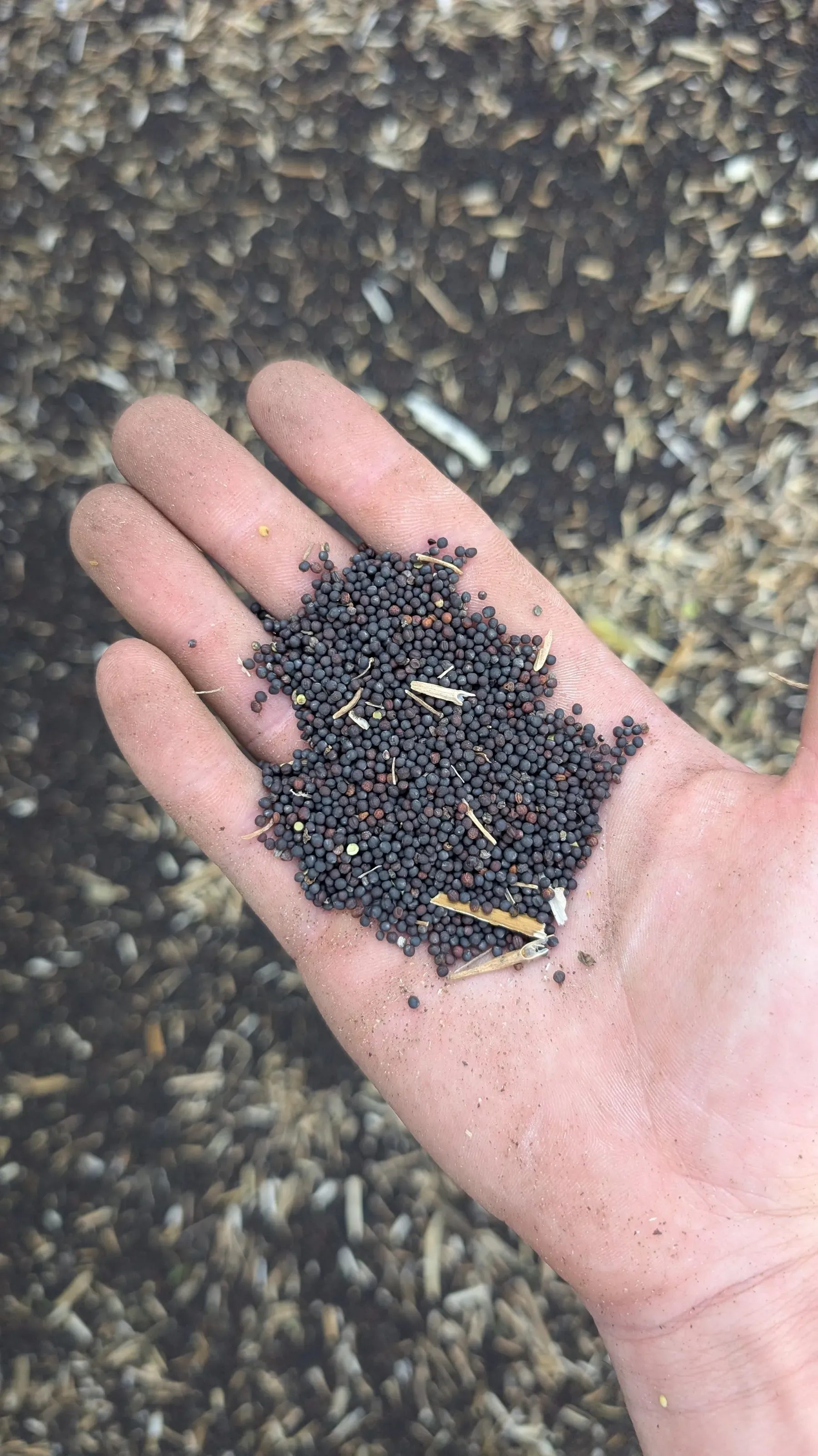 Geerntete Rapskörner in der Hand am Göttl Hof